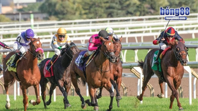 Nguyên lý hoạt động của cá độ đua ngựa