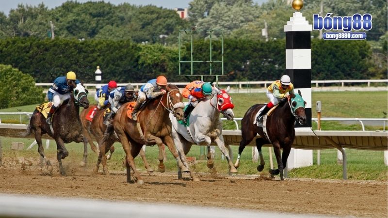 Những yếu tố quyết định đến kết quả đua ngựa