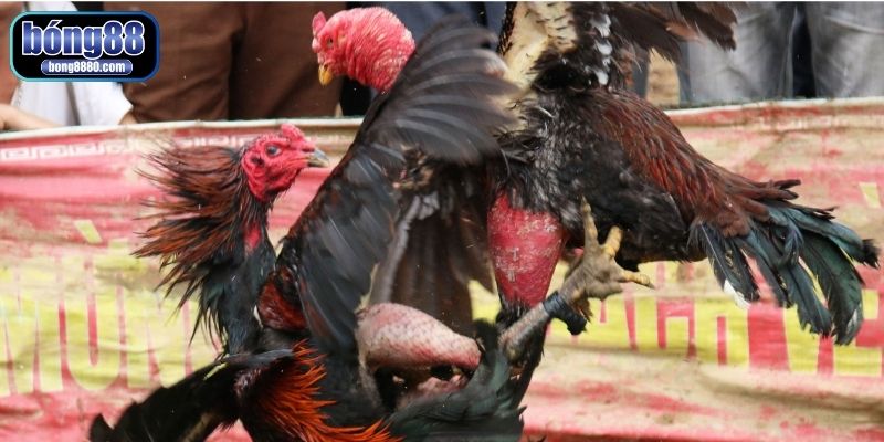 Bí quyết làm cổ gà chọi to mang lại nhiều lợi ích 