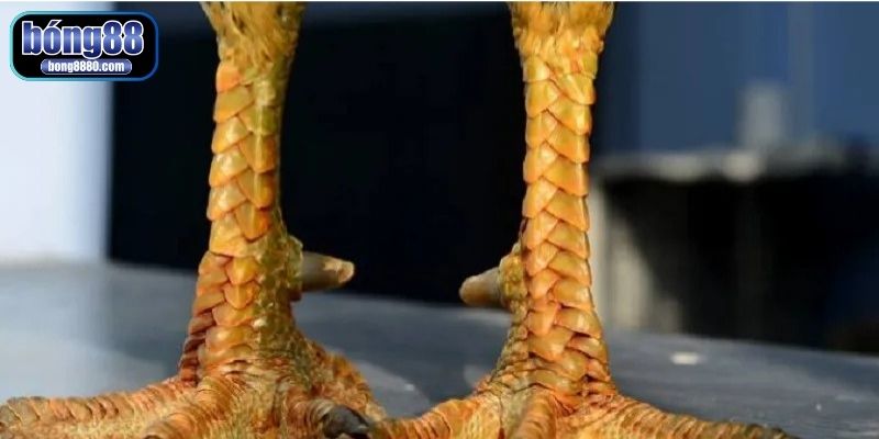 Cách làm cho gà mau ra cựa