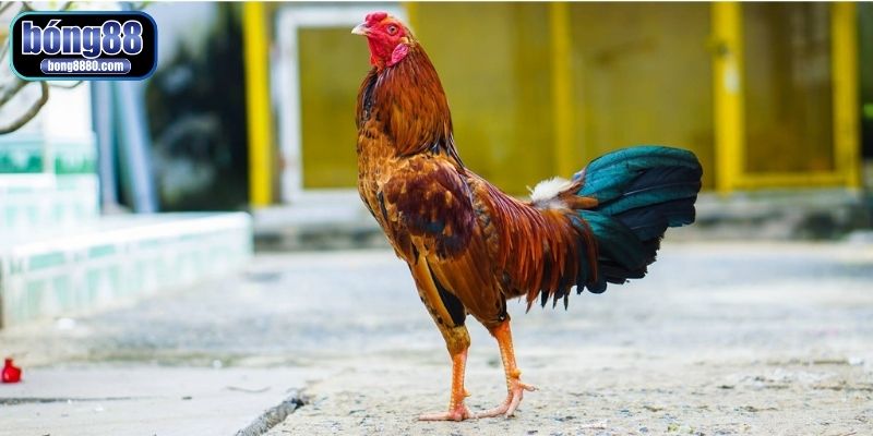 Cho gà tắm nắng mỗi ngày để hấp thụ canxi tốt cho cơ cổ