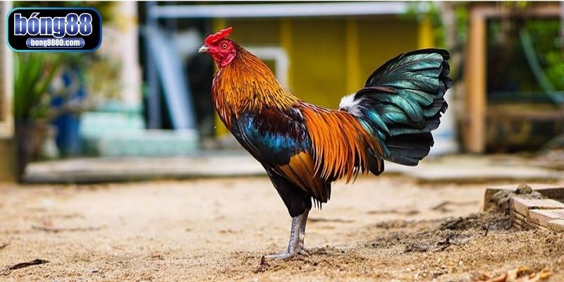 Theo dõi sức khoẻ chiến kê định kỳ khi đang ra cựa